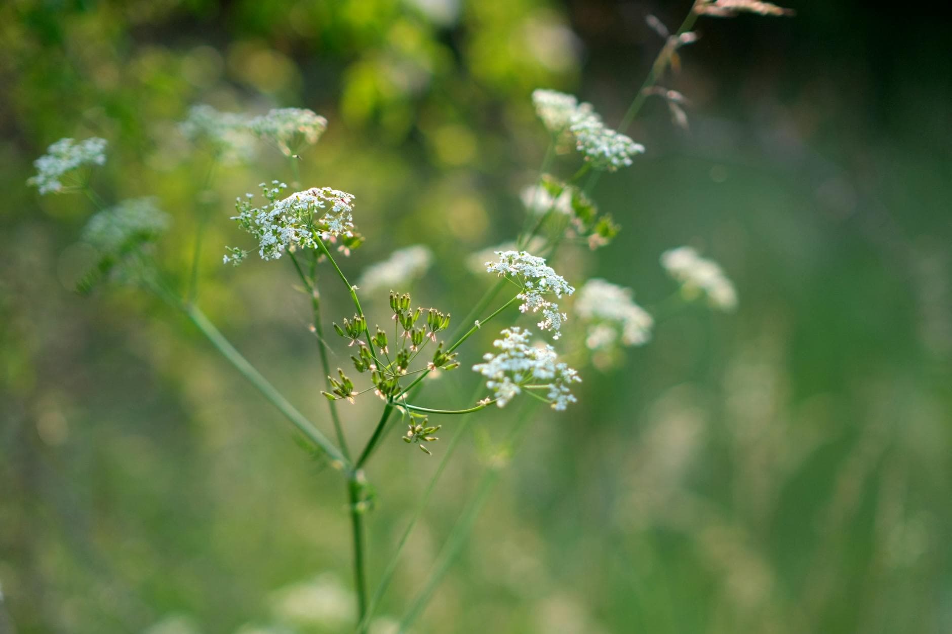 Sweet Cicely