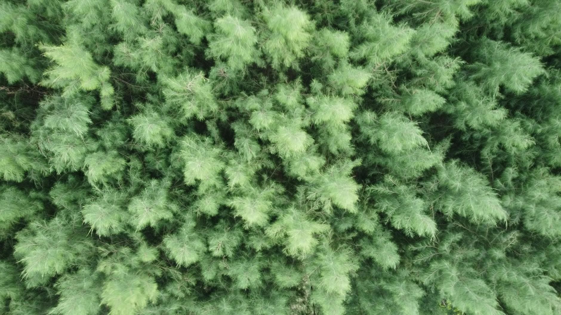 Tamarisk