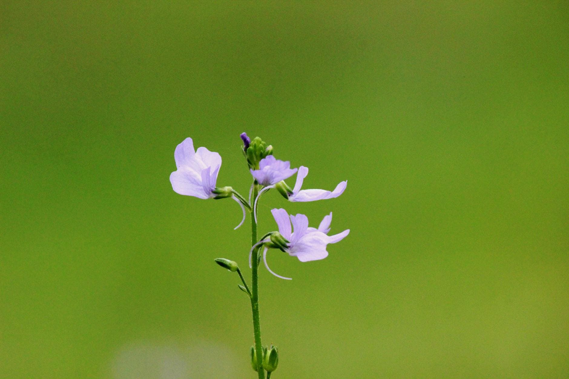 Toadflax