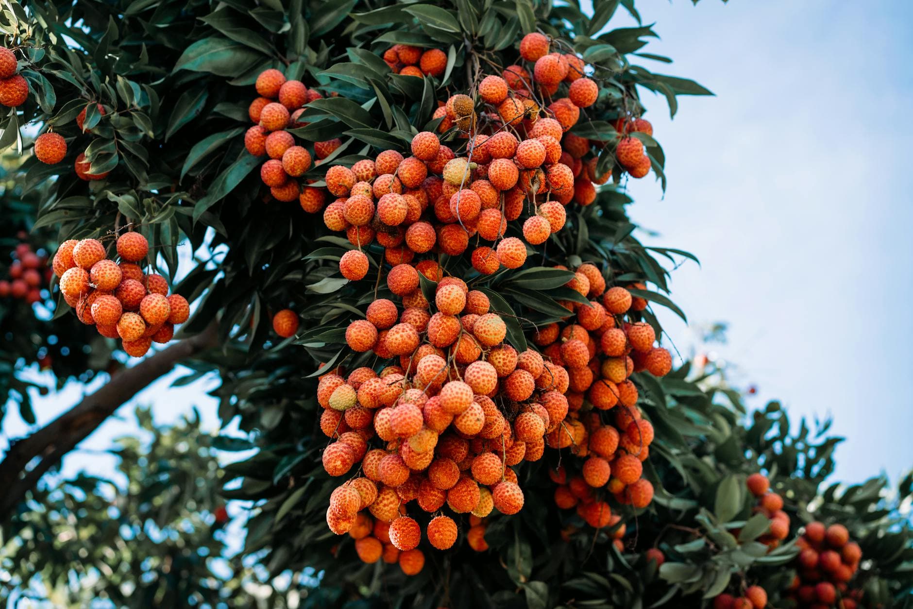 Triphala