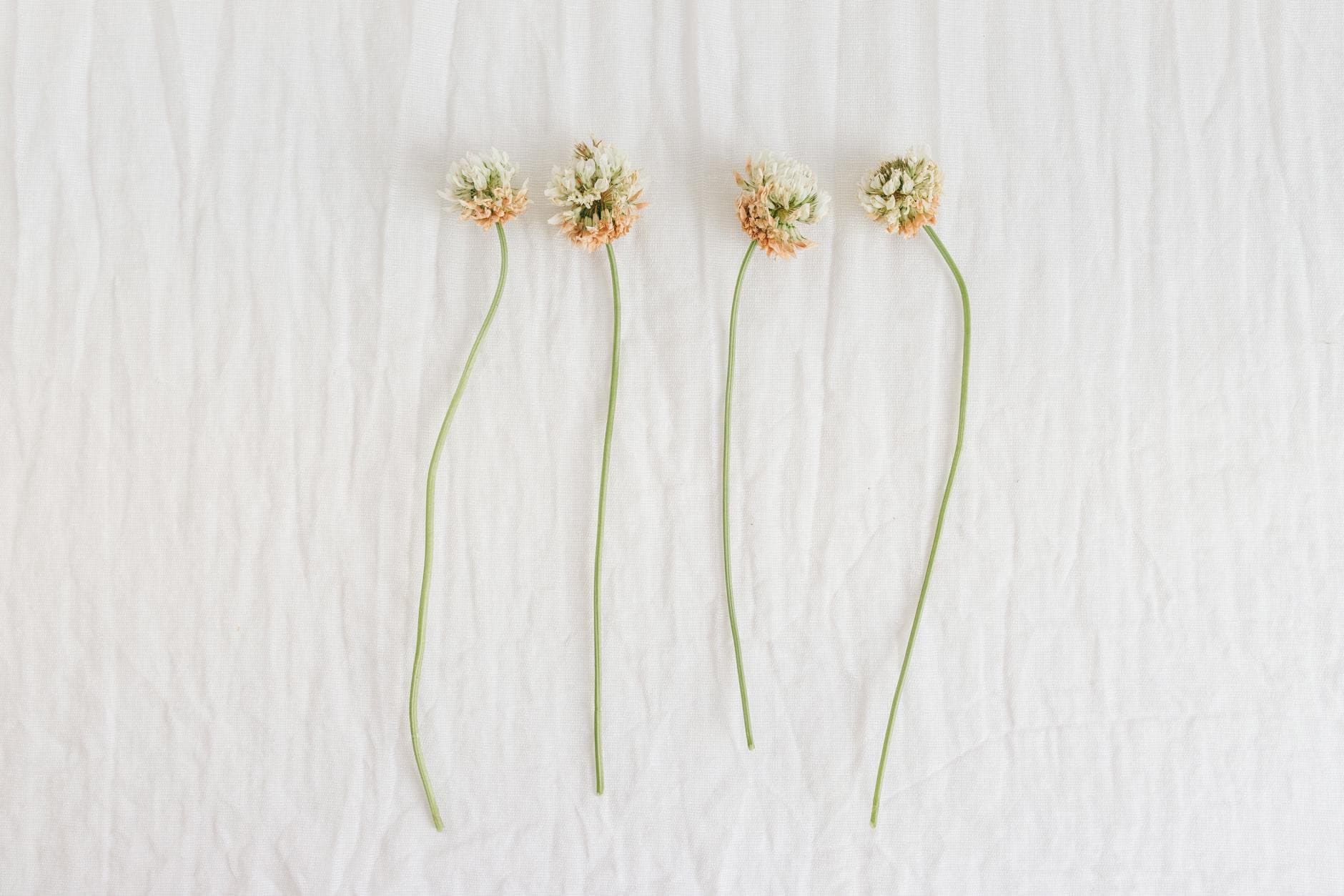 White Clover