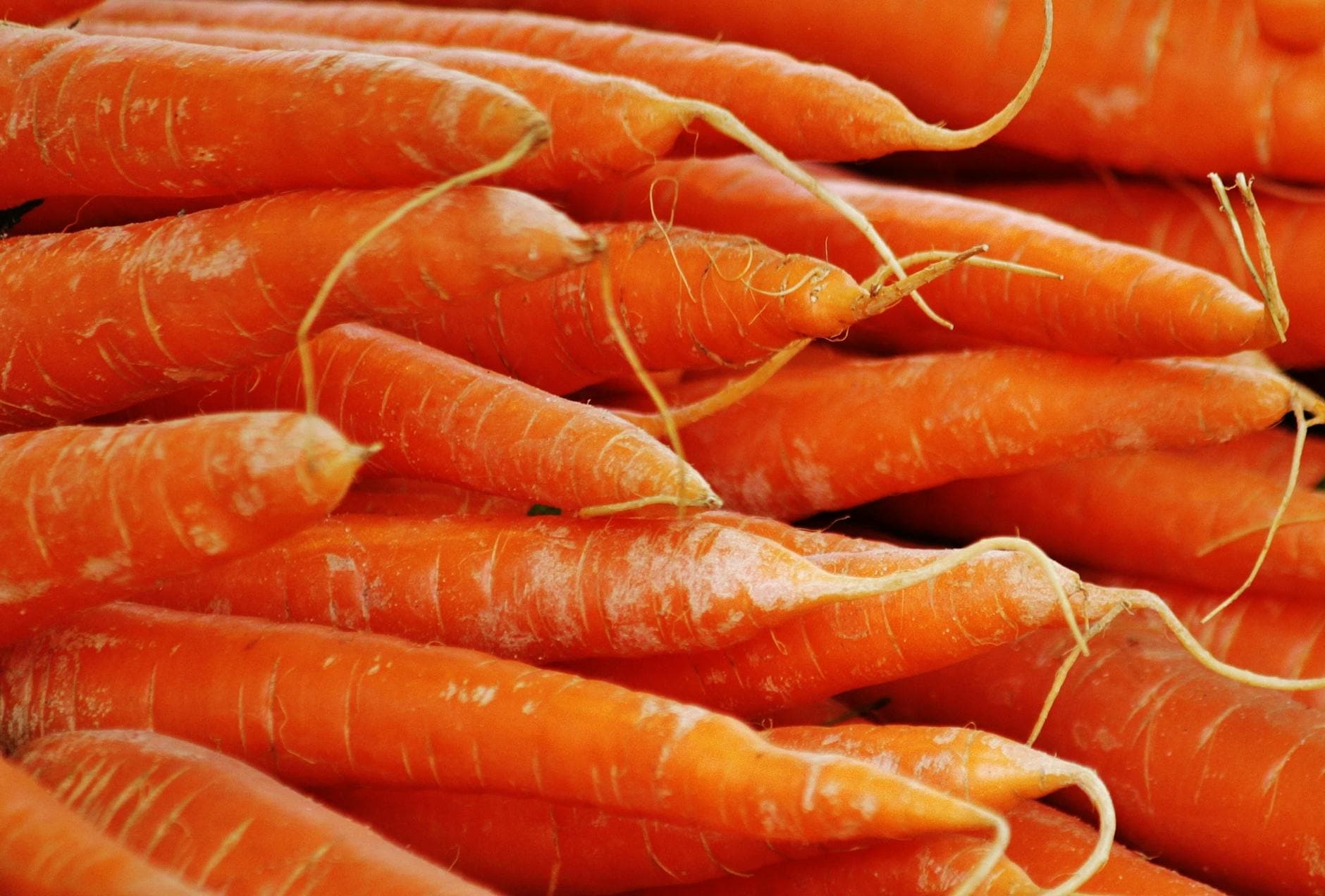 Wild Carrot