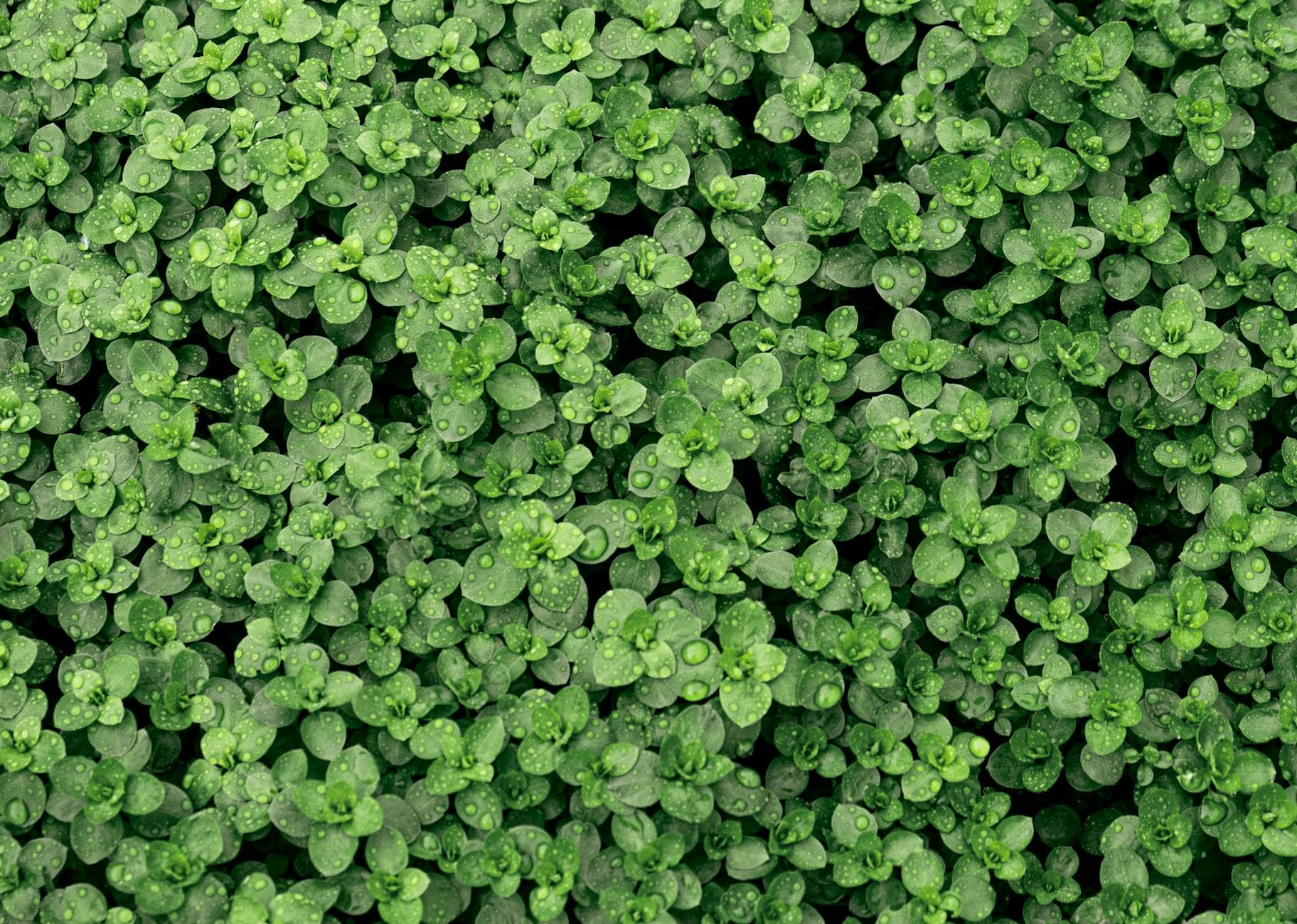 Wild Thyme