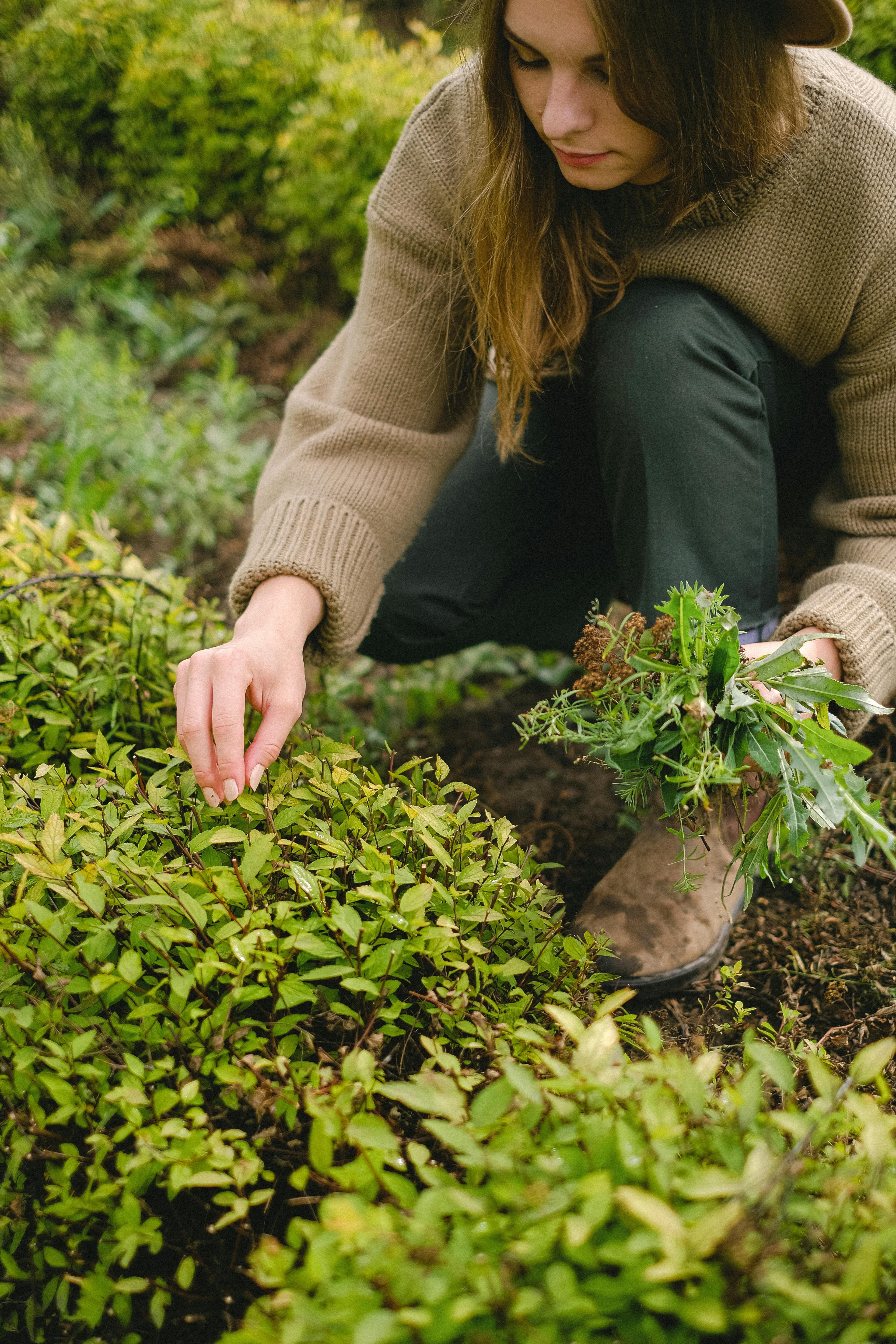 Harvesting fresh herbs from a garden