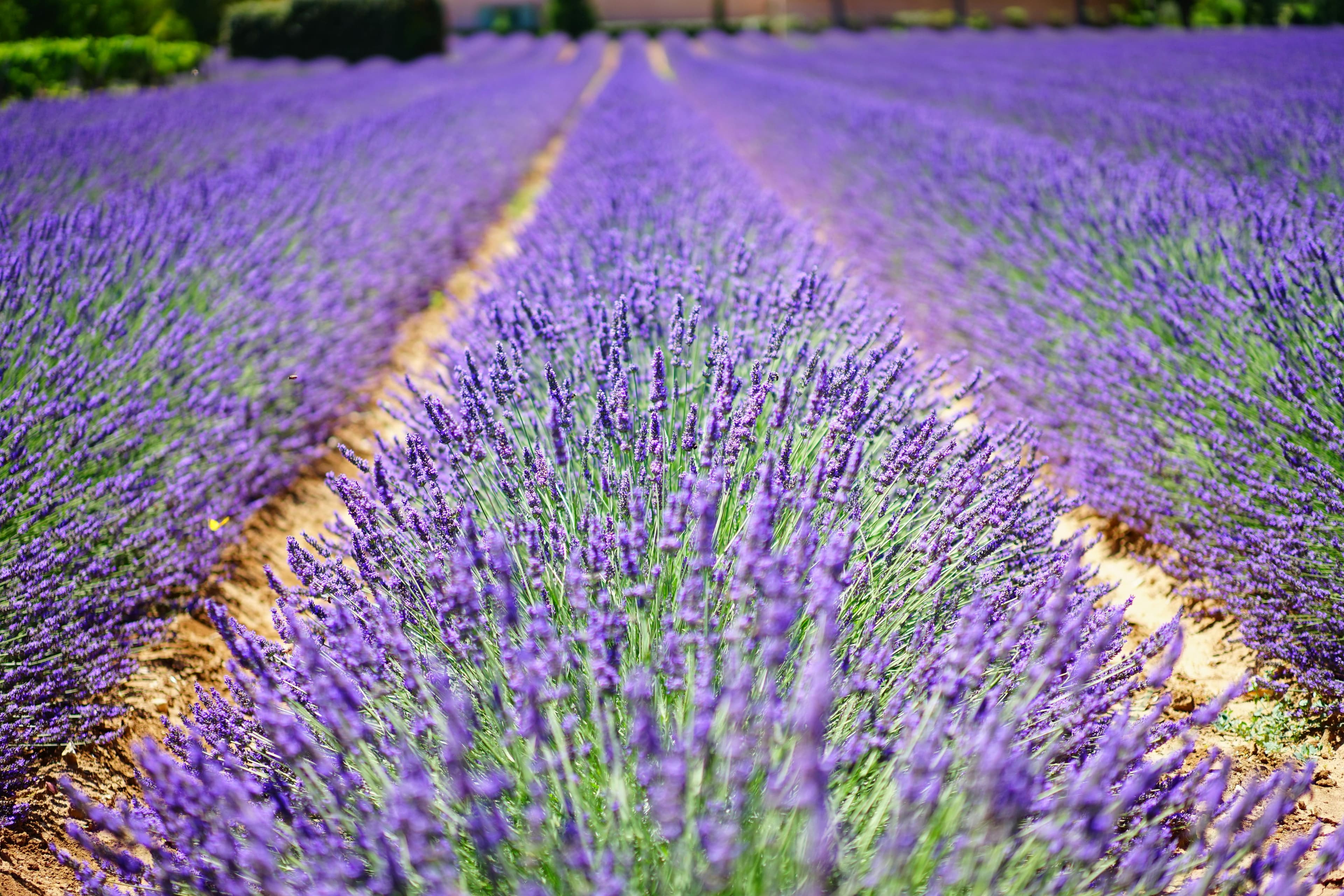 Lavender growing in a herb garden