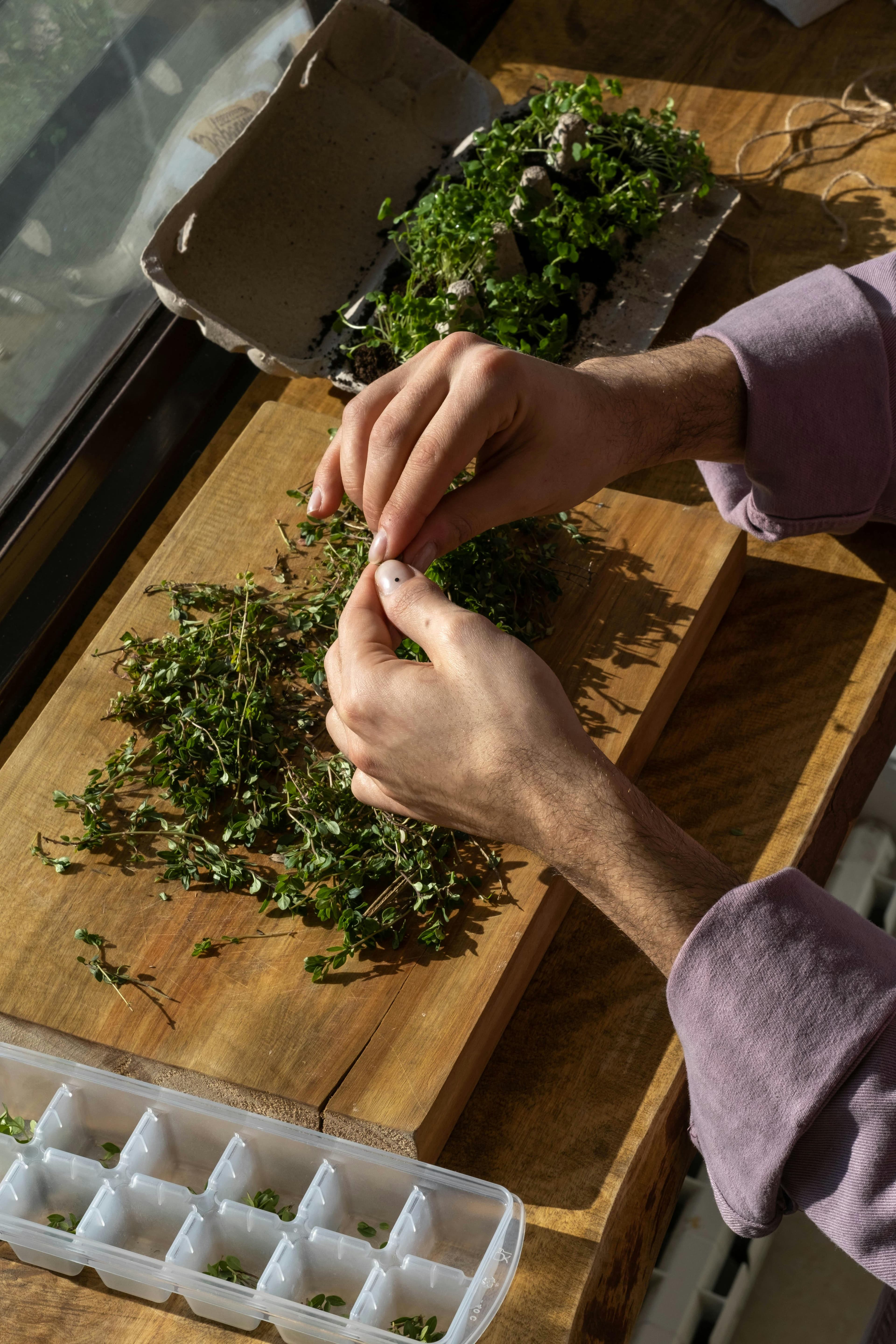 Sorting and preparing dried herbs